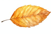 Leaf autumn plant white background. AI generated Image by rawpixel.
