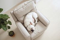 Armchair dog furniture bulldog. AI generated Image by rawpixel.