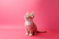 Kitten animal mammal pet. AI generated Image by rawpixel.