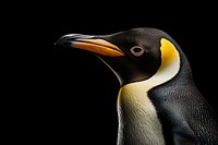 Penguin animal nature beak. 