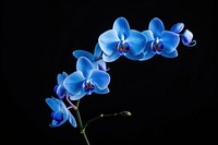 Orchid nature flower plant. AI generated Image by rawpixel.