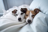 Animal dog sleeping terrier. 