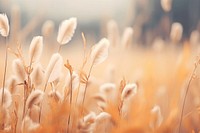 Nature grass backgrounds landscape