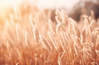 Nature grass backgrounds outdoors. 