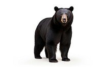 Bear wildlife standing mammal. AI generated Image by rawpixel.