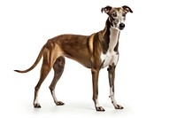 Hound greyhound animal mammal. 