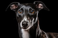 Hound greyhound animal mammal. AI generated Image by rawpixel.