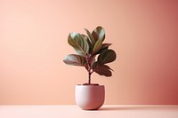 Plant houseplant bonsai leaf. AI generated Image by rawpixel.