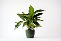 Plant houseplant leaf freshness. AI generated Image by rawpixel.