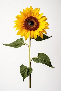 Sunflower plant inflorescence asterales. AI generated Image by rawpixel.