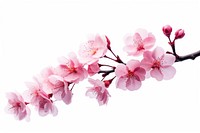 Flower blossom branch plant. AI generated Image by rawpixel.