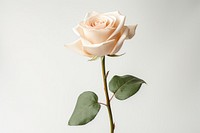 Rose flower plant inflorescence. AI generated Image by rawpixel.