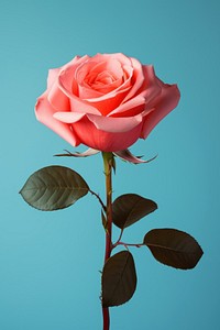 Rose flower plant inflorescence. 