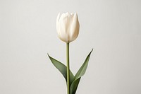 Tulip flower plant white. 