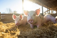 Pig outdoors animal mammal. AI generated Image by rawpixel.