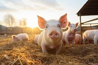Pig outdoors animal mammal. AI generated Image by rawpixel.