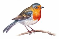 Robin bird animal wildlife. 