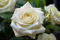 Rose flower plant white. 