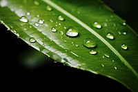 Leaf outdoors droplet nature. 