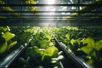 Agriculture vegetable gardening outdoors. AI generated Image by rawpixel.