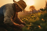 Farm agriculture gardening outdoors. 