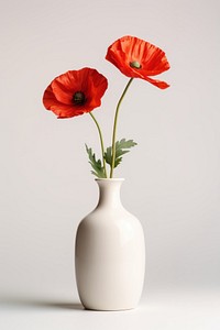 Poppy vase flower plant. 