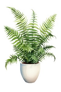 Plant fern white background houseplant. 