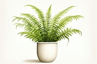 Plant fern houseplant freshness. AI generated Image by rawpixel.