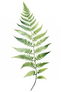 Fern plant leaf white background. 