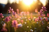 Sunlight flower field outdoors. 