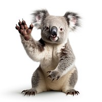 Koala wildlife mammal animal. AI generated Image by rawpixel.