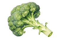 Broccoli vegetable plant food. 