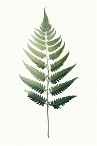 Fern plant leaf pattern. AI generated Image by rawpixel.