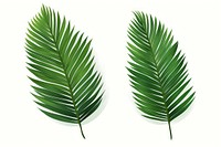 Plant leaf white background freshness. AI generated Image by rawpixel.