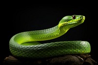 Wildlife reptile animal snake. 