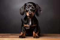 Puppy dachshund animal mammal. AI generated Image by rawpixel.
