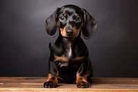 Puppy dachshund animal mammal. 