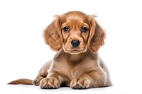 Puppy dog portrait spaniel. AI generated Image by rawpixel.