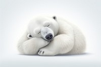 Polar bear wildlife sleeping cartoon. 