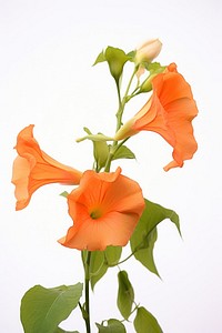 Trumpet vine flower petal plant white background. AI generated Image by rawpixel.