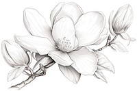 Magnolia drawing flower sketch. AI generated Image by rawpixel.