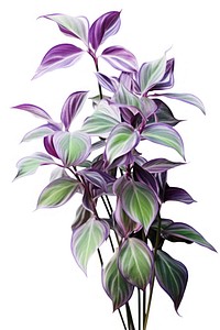 Wandering jew tradescantia flower plant leaf. AI generated Image by rawpixel.