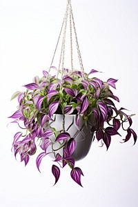 Wandering jew tradescantia flower plant day. AI generated Image by rawpixel.