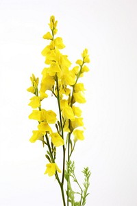 Plant gladiolus flower yellow. 