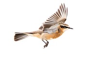 Whinchat flying sparrow animal. AI generated Image by rawpixel.