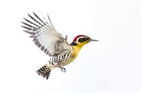 Woodpecker animal flying yellow. AI generated Image by rawpixel.