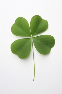 Clover plant leaf white background. 