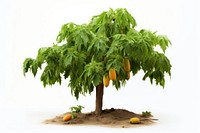 Tree plant fruit leaf. AI generated Image by rawpixel.