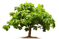 Tree plant maple leaf. AI generated Image by rawpixel.