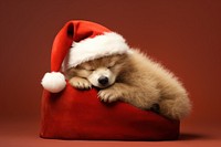 Hibernate bear christmas sleeping mammal. 